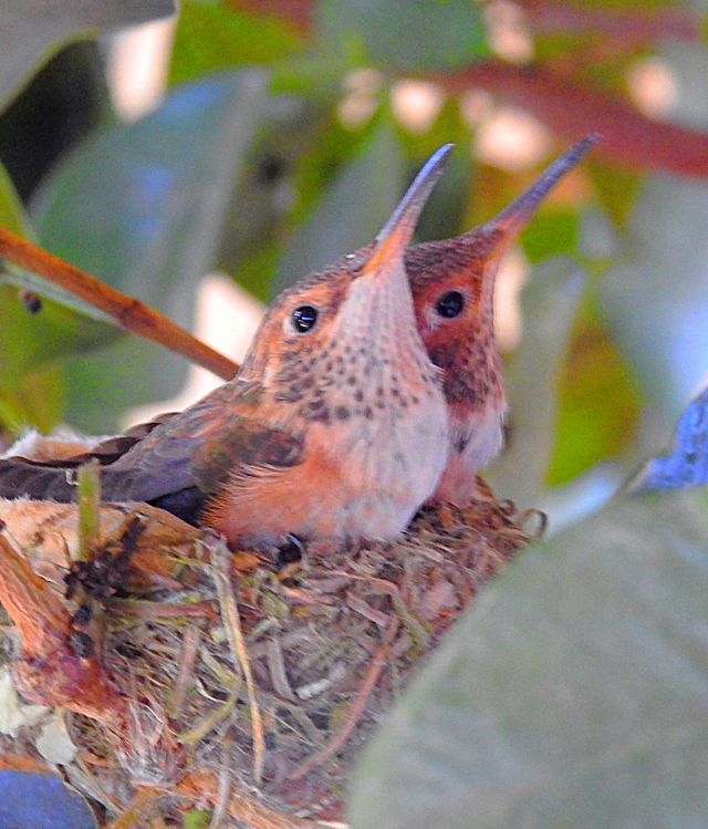 Hummingbirds