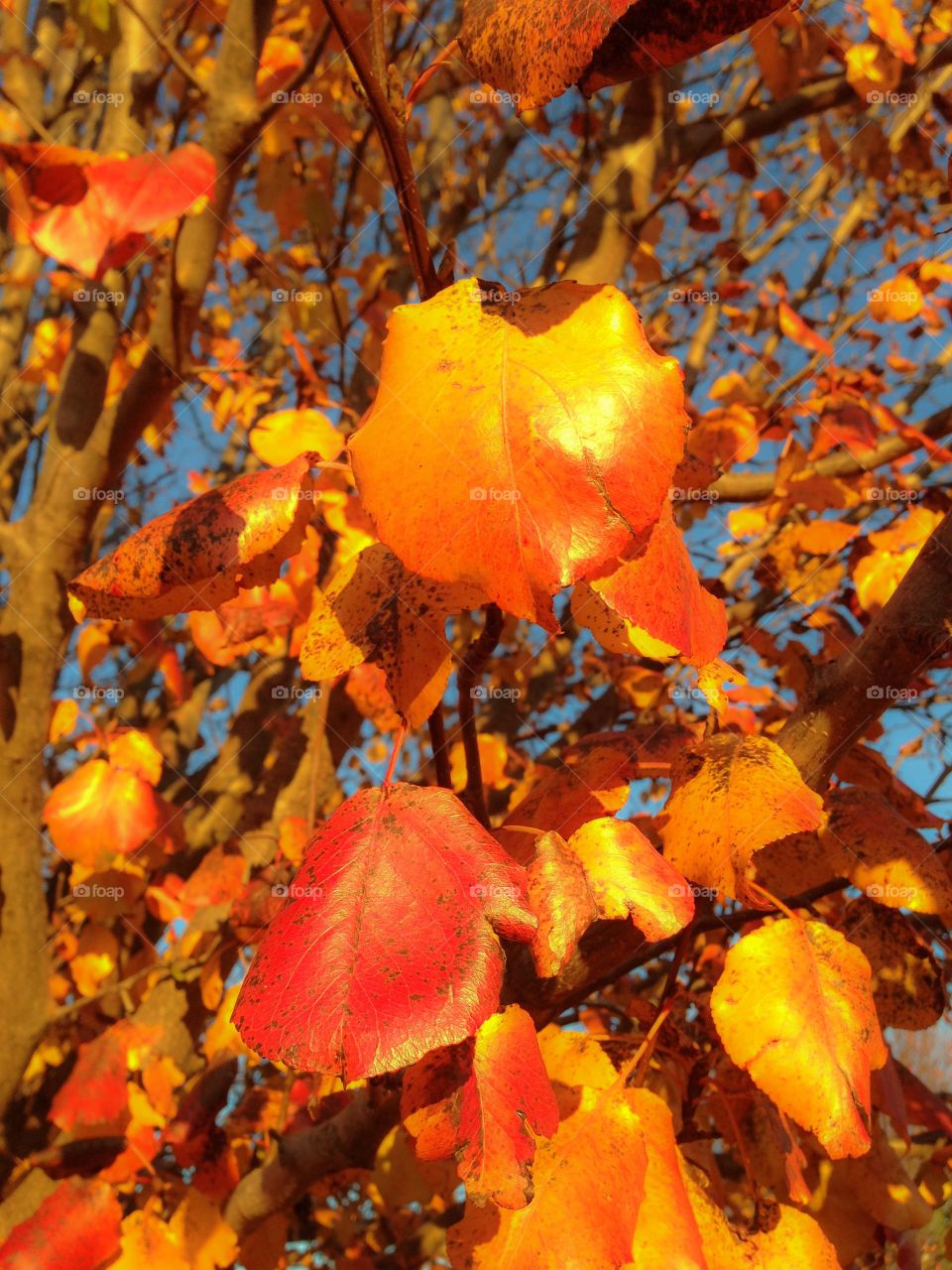 Autumn leaves on tree