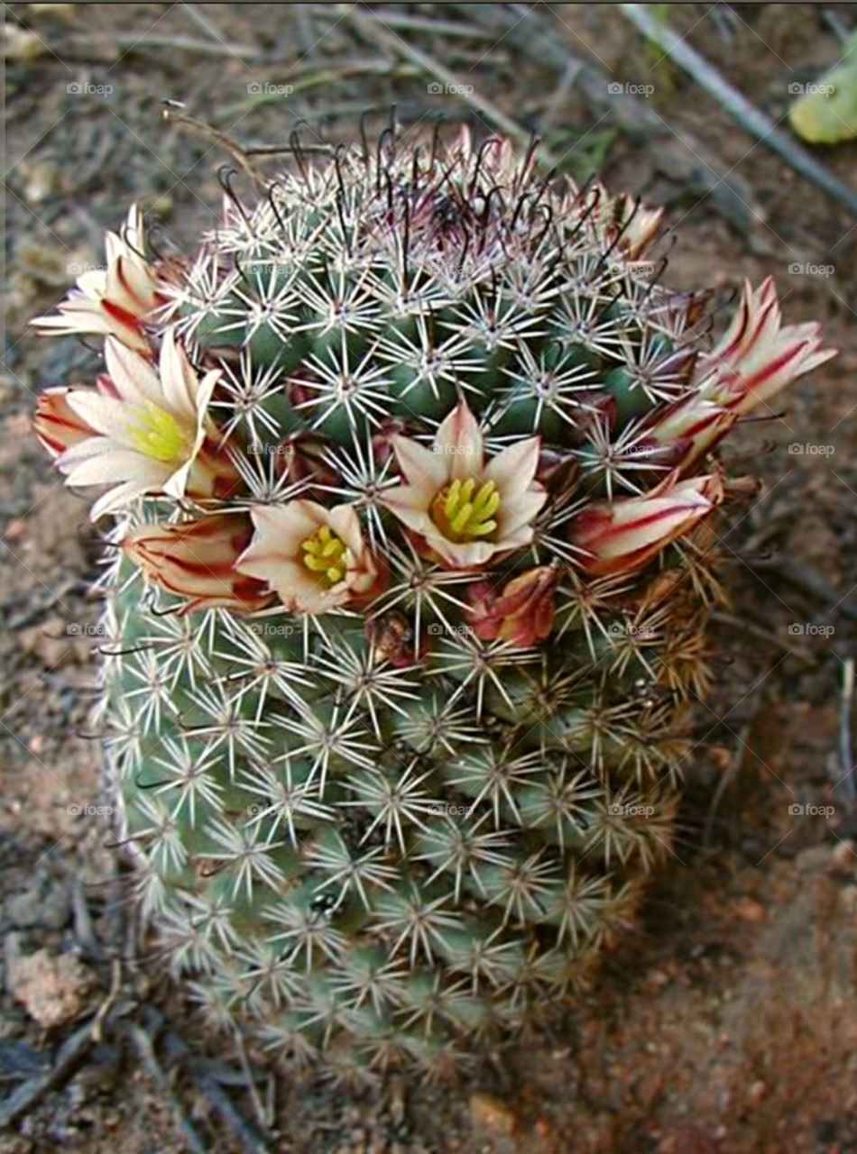 Mammillaria-dioica