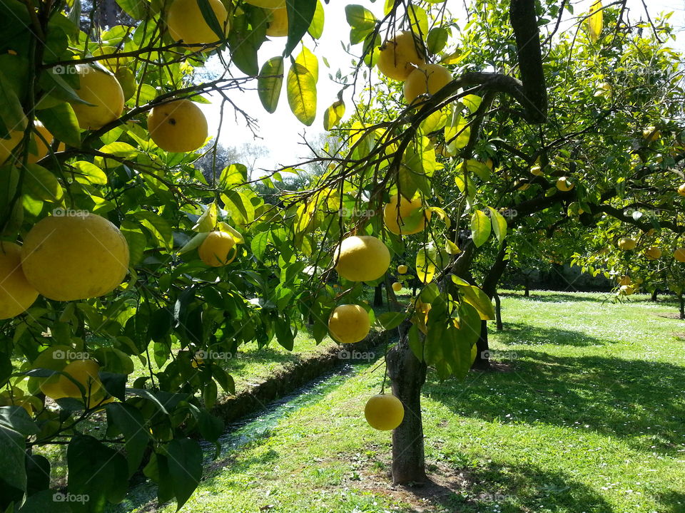 frukttrær.  grapefrukt og sitroner
