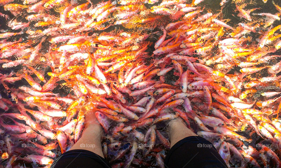 Fish Pedicure