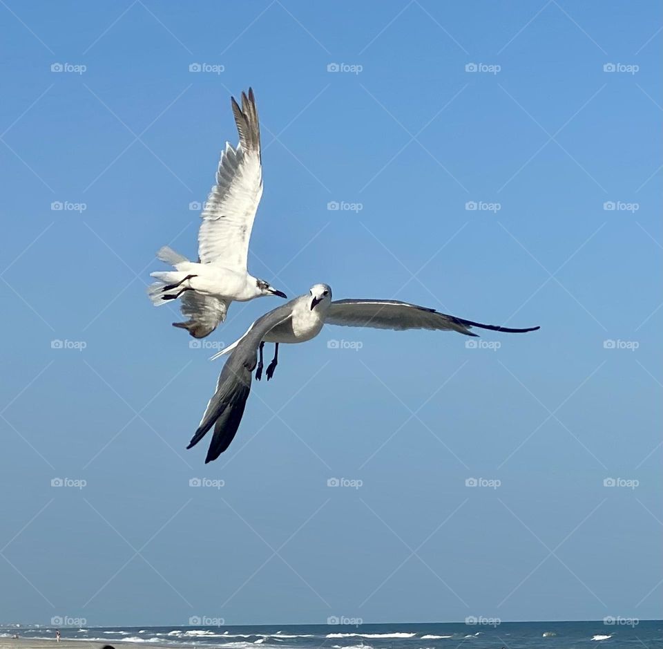 Two seagulls flying in a blue cloudless sky