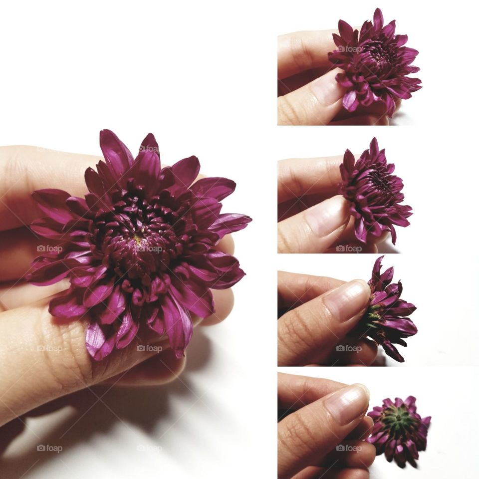 purple flower petals collage letting go hand holding