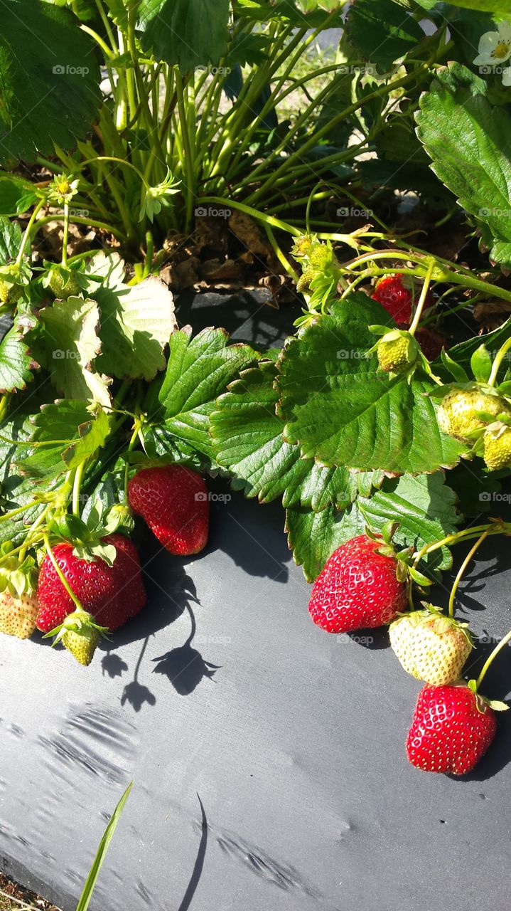 strawberries ready for pickin'