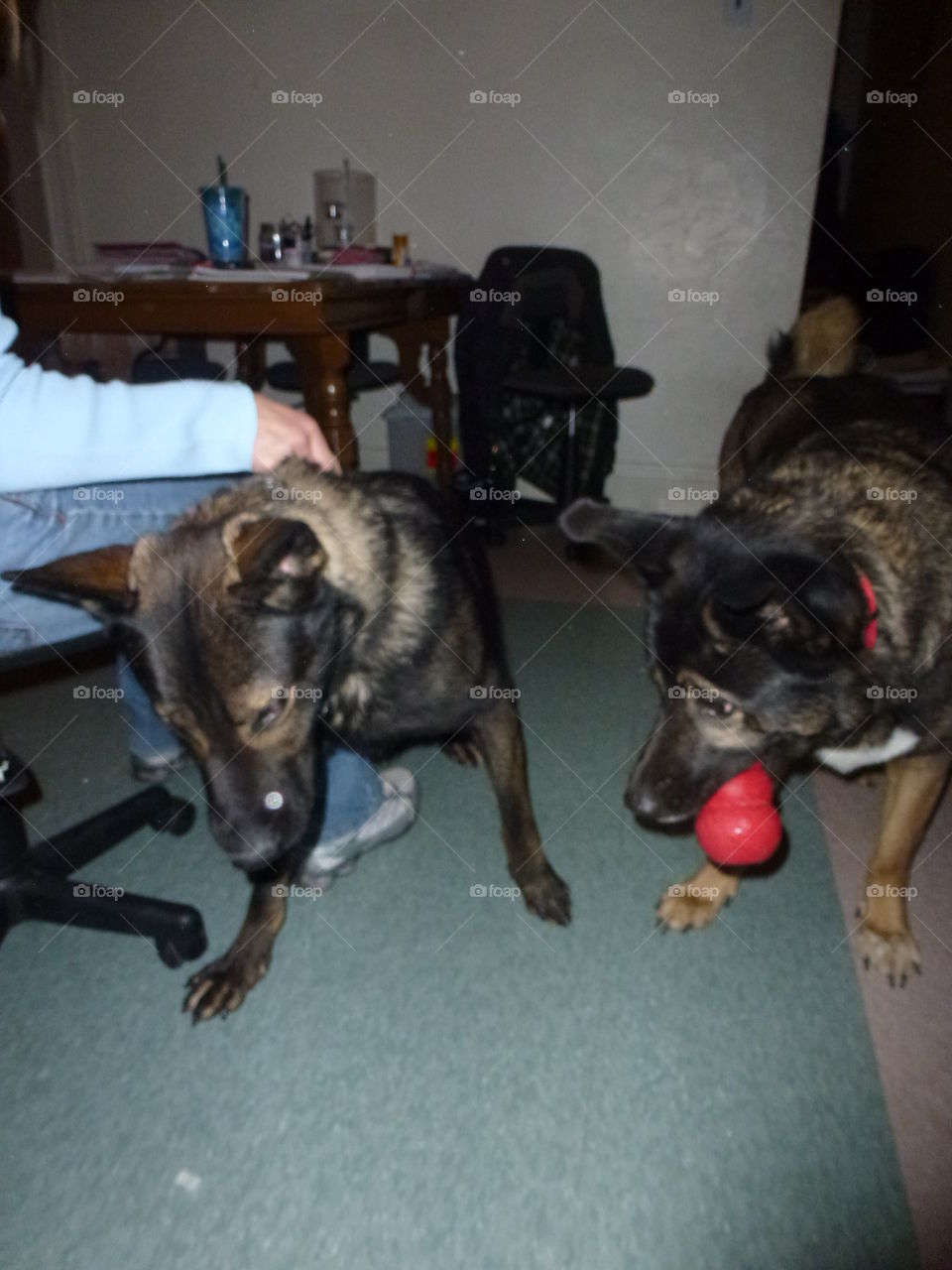 Dog, Mammal, Canine, Pet, One