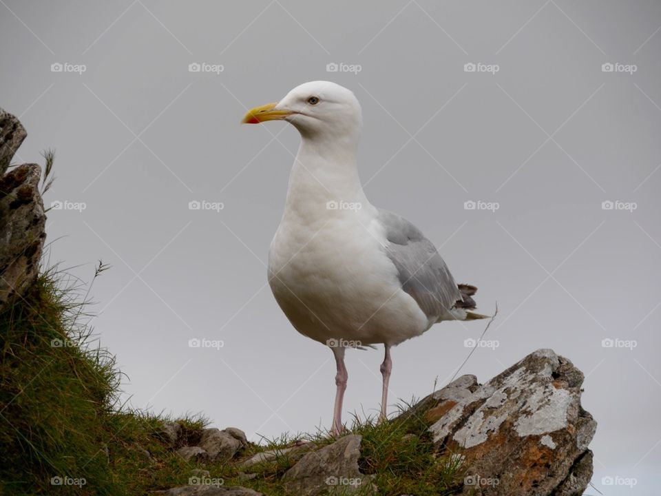 Seagull portrait on a rock 