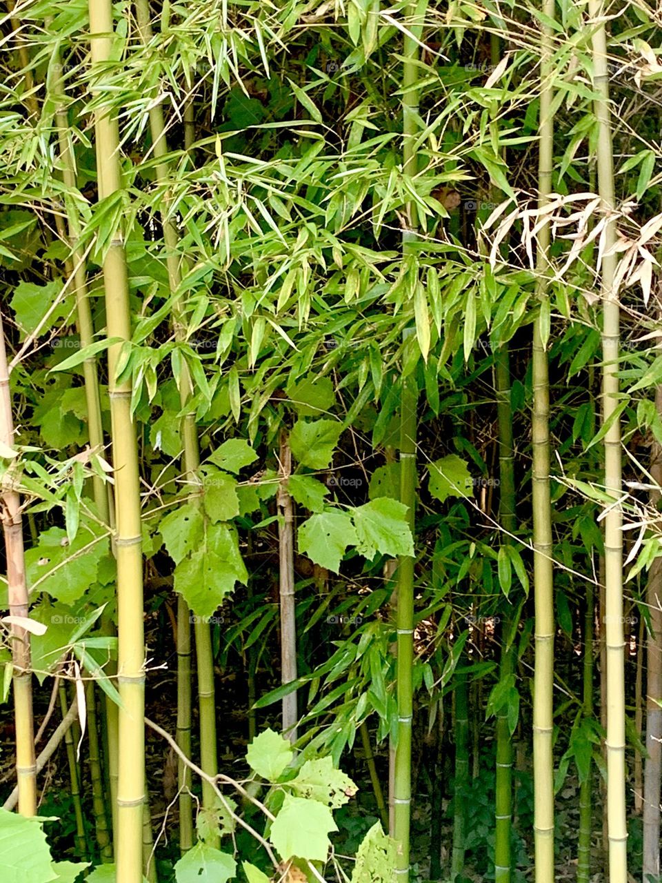 Bamboo