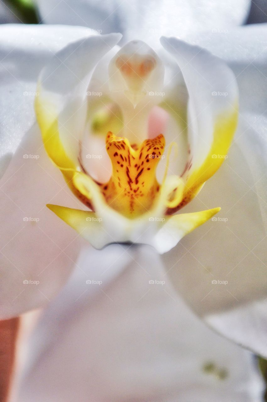 Intimacy of an orchid 