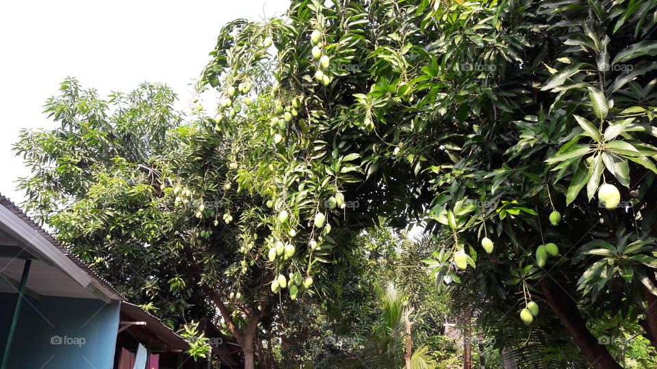 Mango Tree