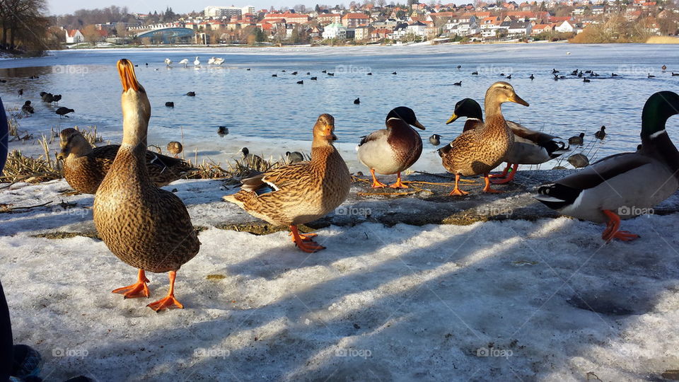 ducks in the sun