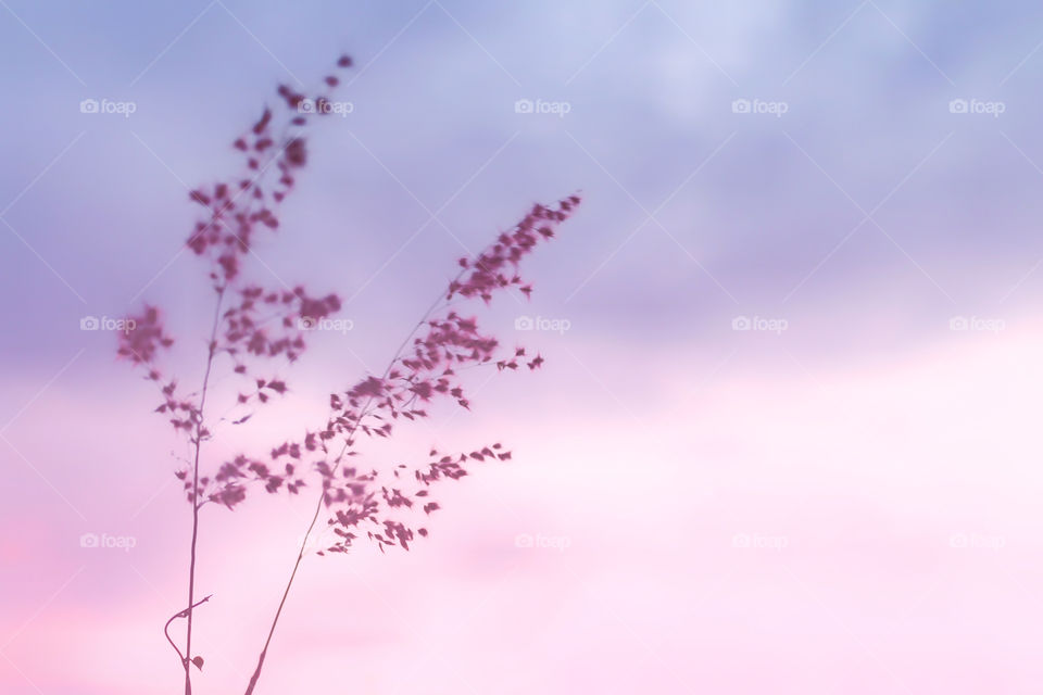 Beautiful Romantic pastel flowers soft blur pink style for background