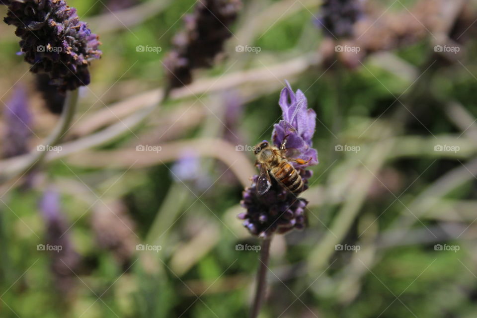 Bees in the yard