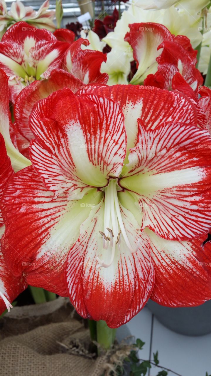 Flower Closeups Red