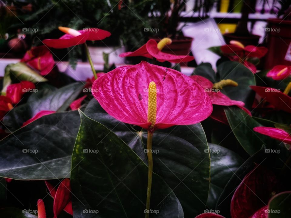 Plant green house Park colors greens