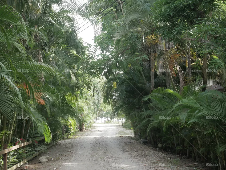 Natural street 1