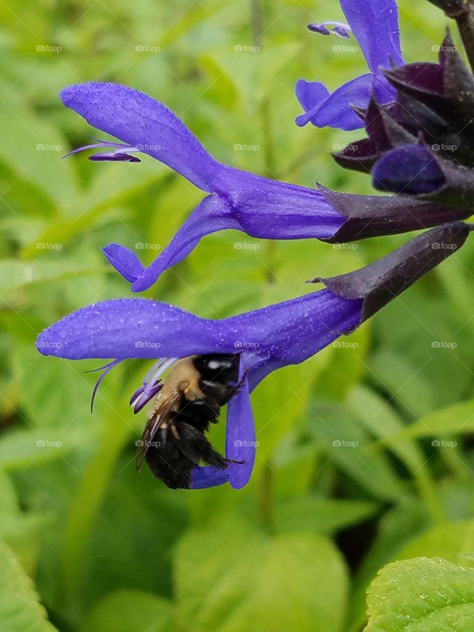 collecting pollen