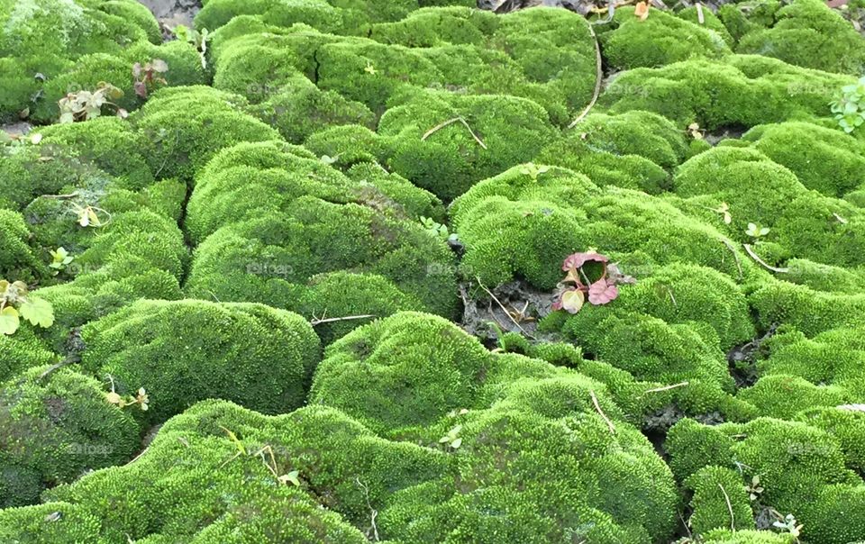 Close up study of moss