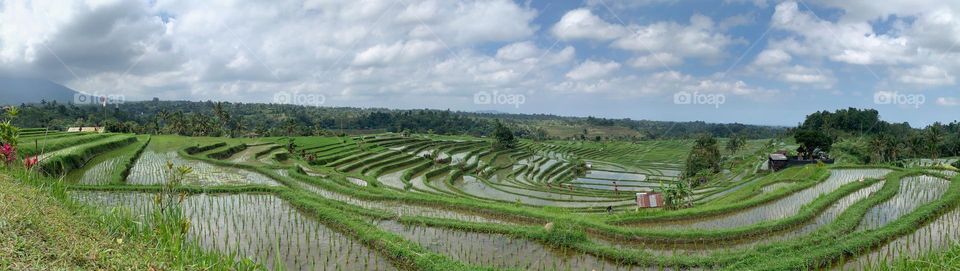 Rice field panorama 