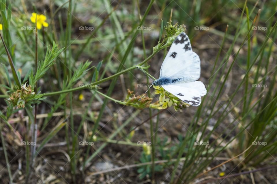 Pontia daplidice (Linnaeus, 1758)