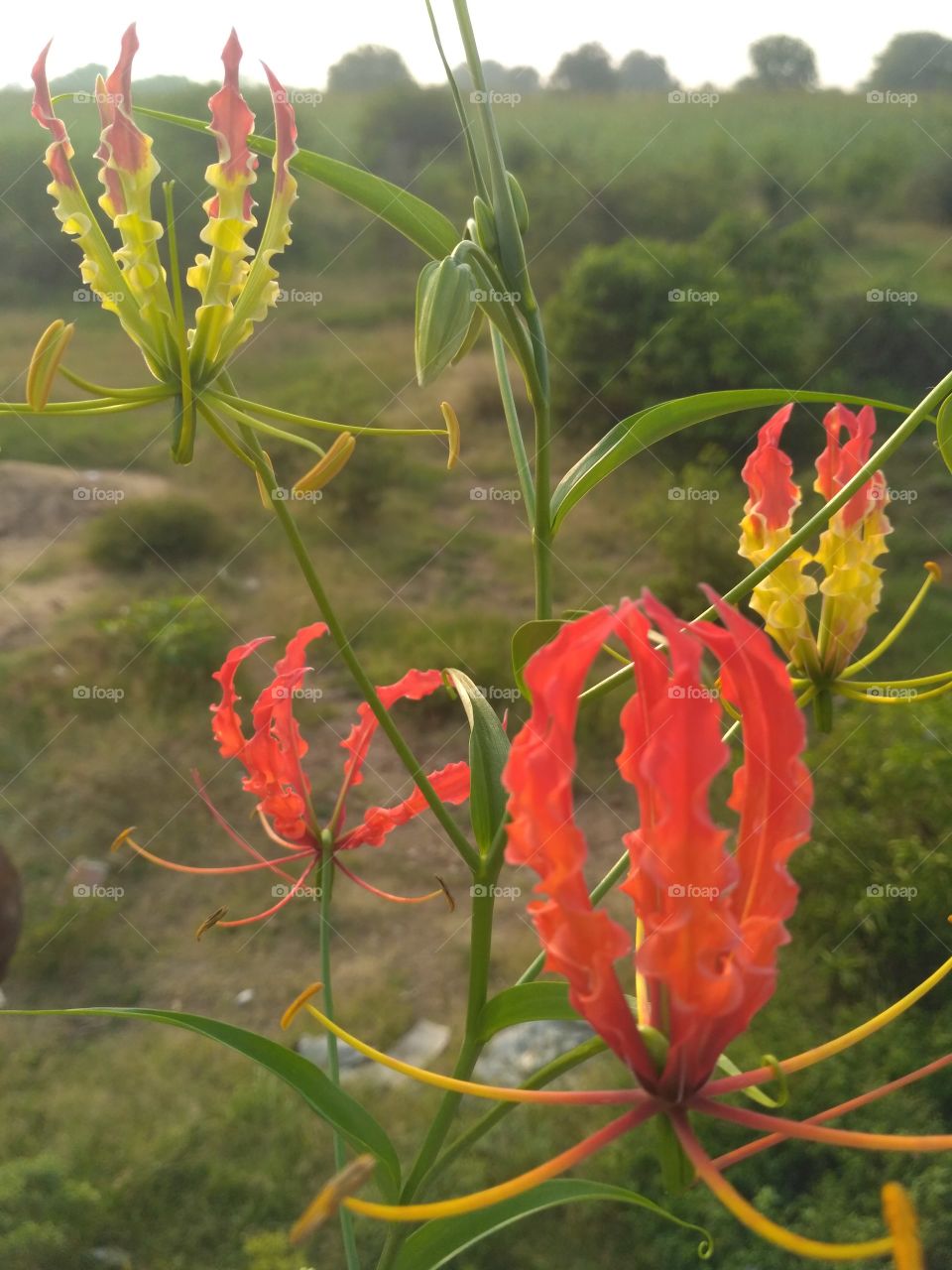 sengandam flowers