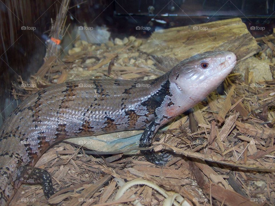 skink