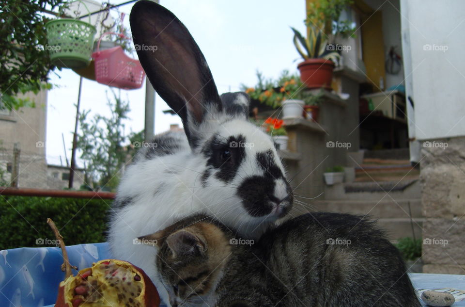 A bunny and a kitten cuddling