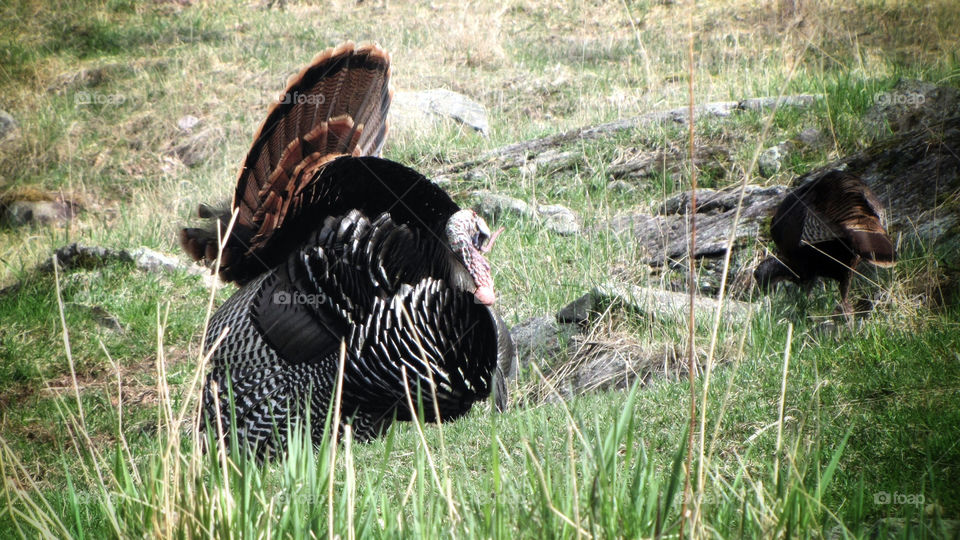 italy dance tom turkey by miowan