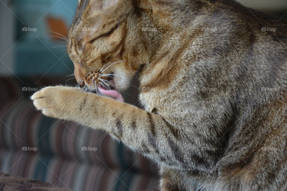 Close-up of cat licking forepaw