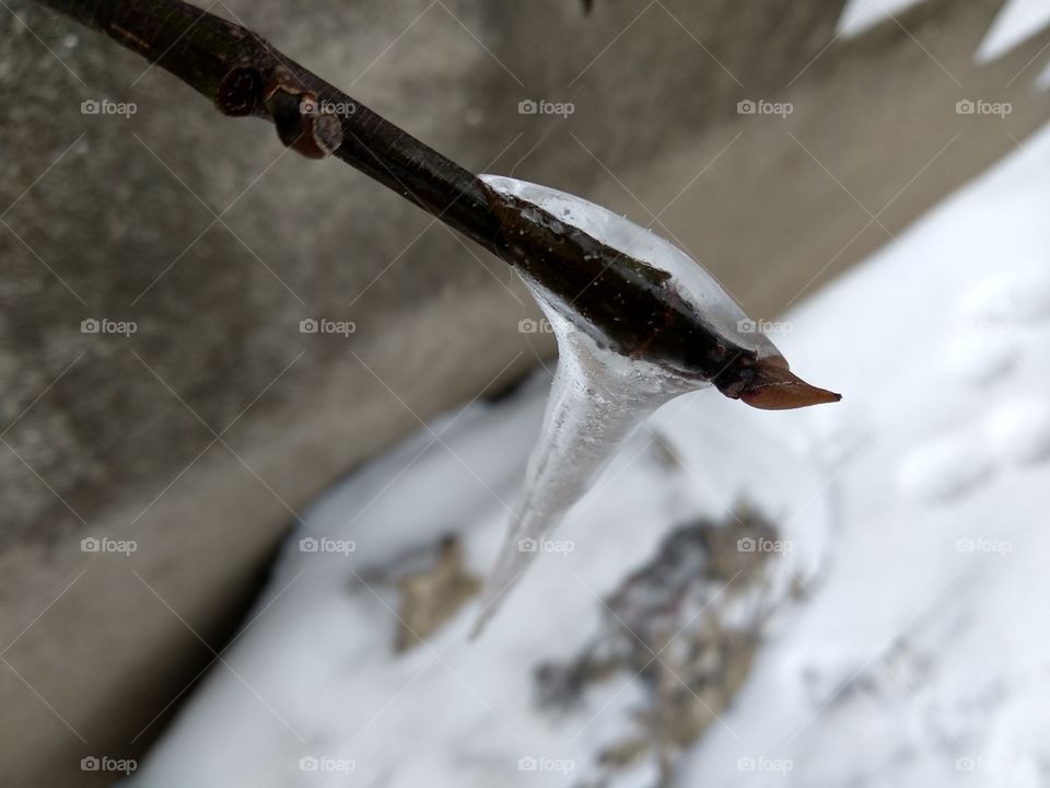 Ice on the Branch