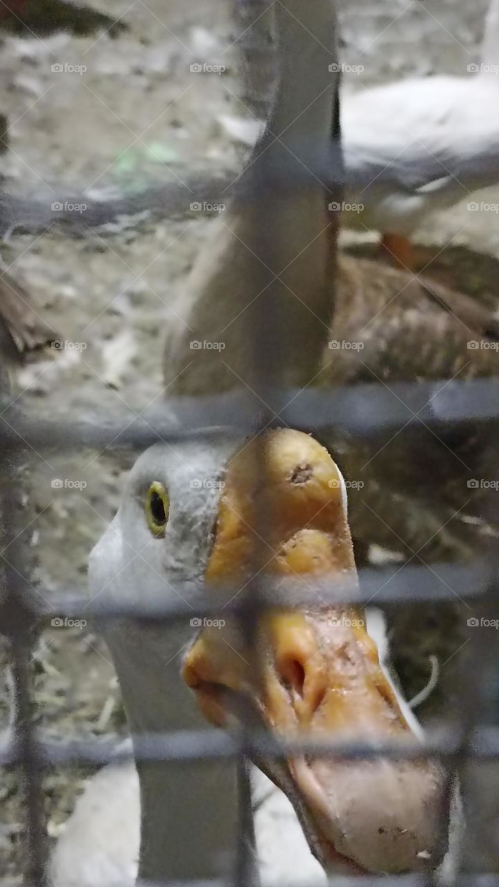 orange flat and broad beak with scar on head