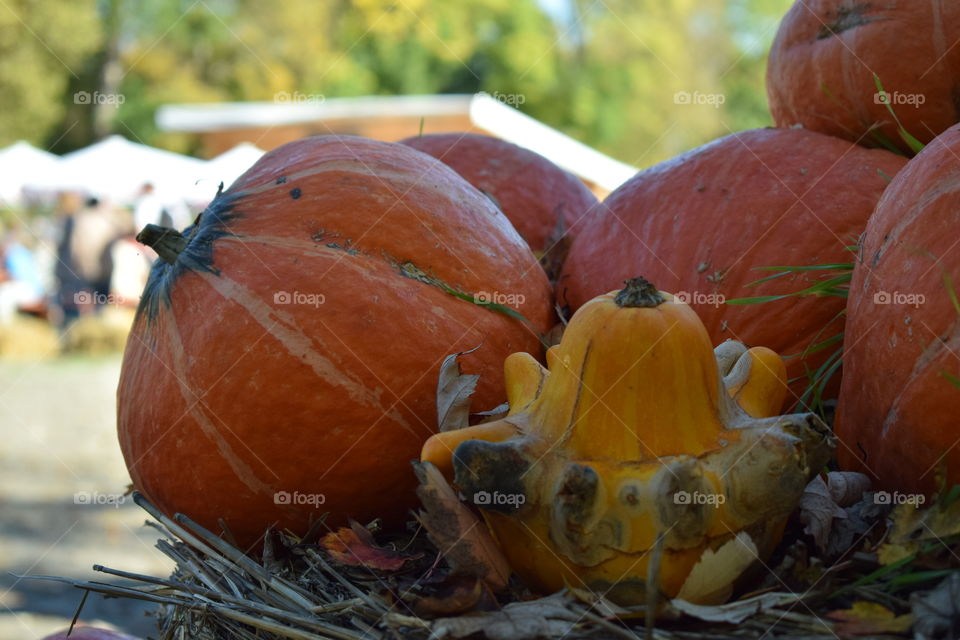 autumn colors, fall time, colorful pumpkins