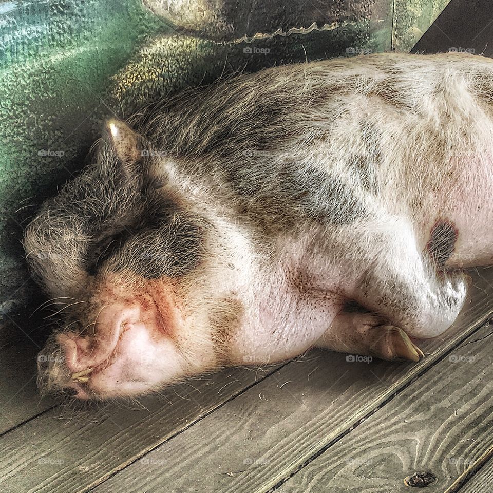 Pork Chop enjoying his nap on a lazy afternoon at Midway airboat rides in Christmas, Florida.
