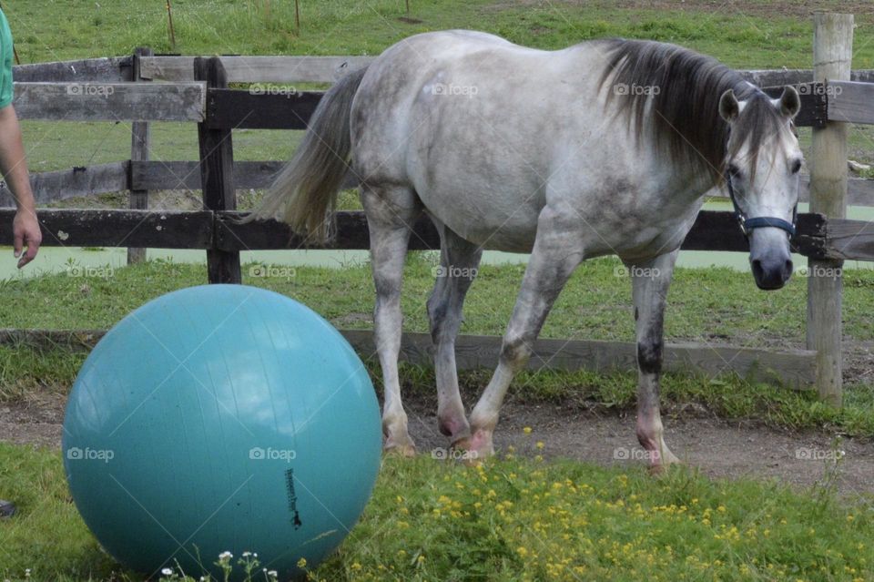 A horse afraid of a big blue ball