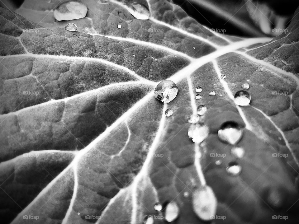 Close up full frame of a leaf in black and white with water droplets. Leaf from a broccoli grown in the garden