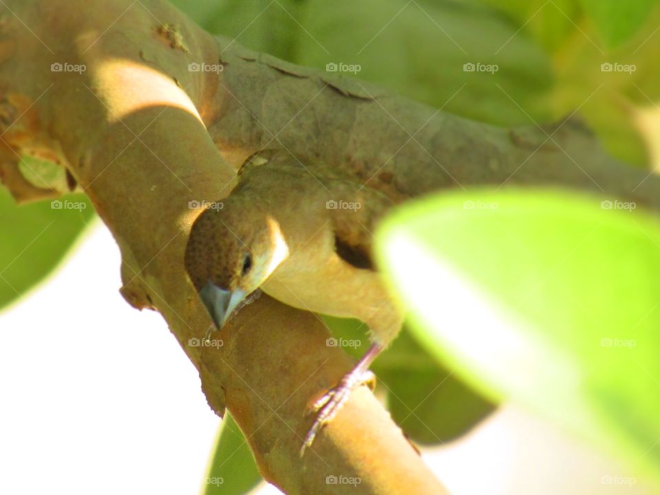 Beautiful house sparrow (Passer domesticus) is a bird of the sparrow family Passeridae, found in most parts of the world.