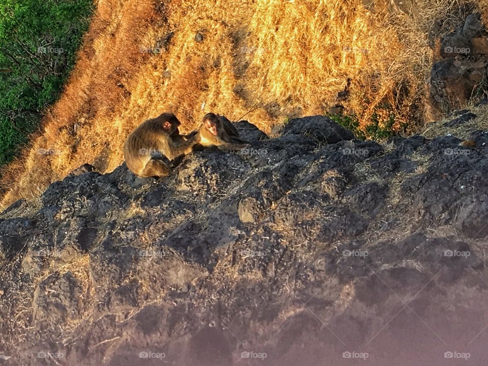 Animals need a Nivea too :-)