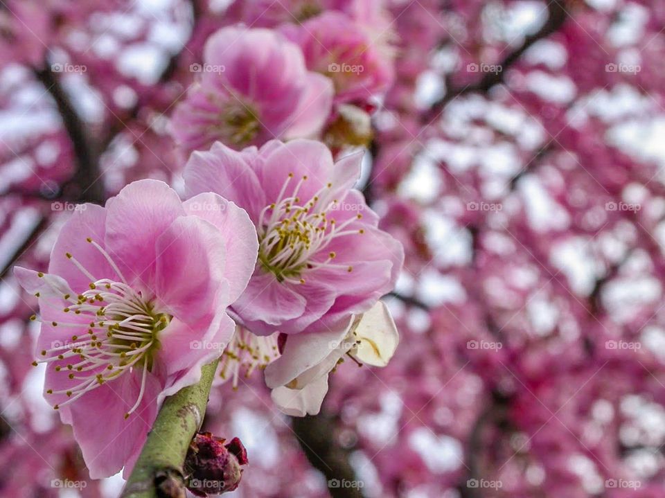 Beautiful sakura flower