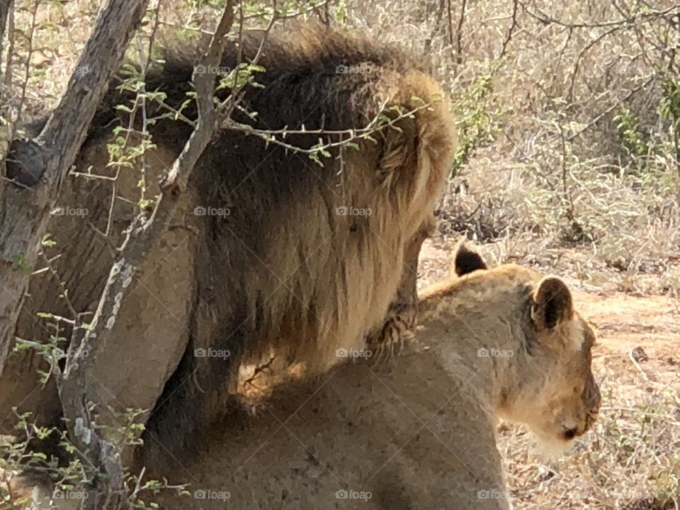 Two lions