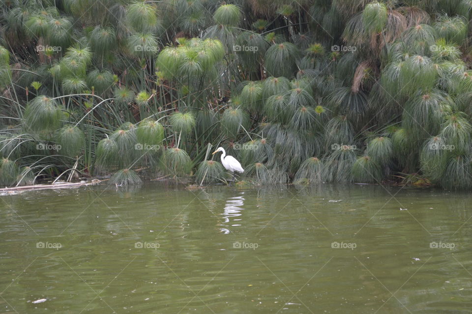 bird on the lake