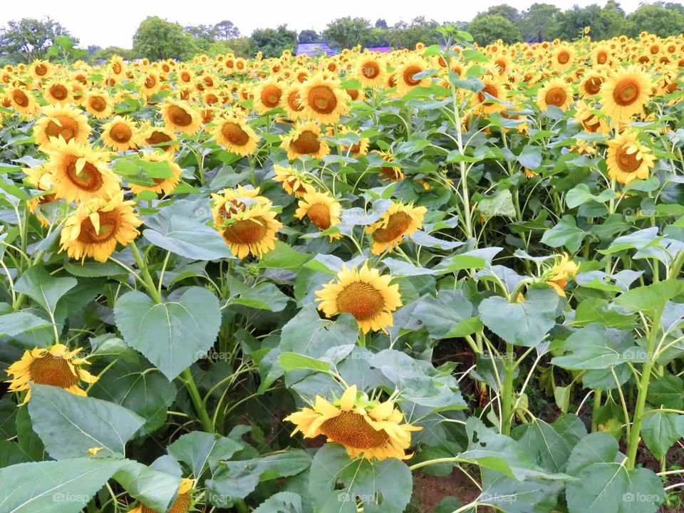 spring is colorful, sunflower