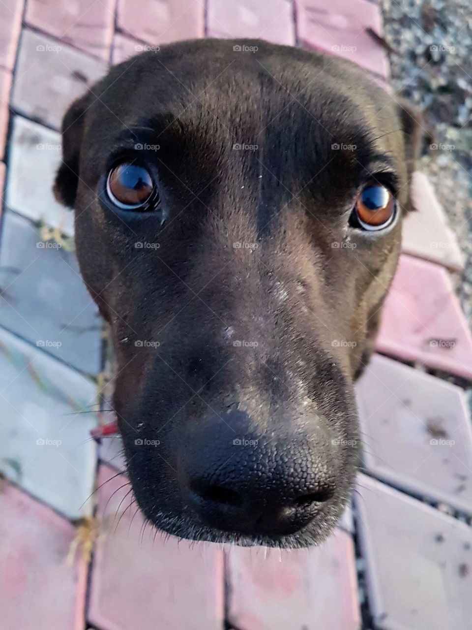 dog's eyes