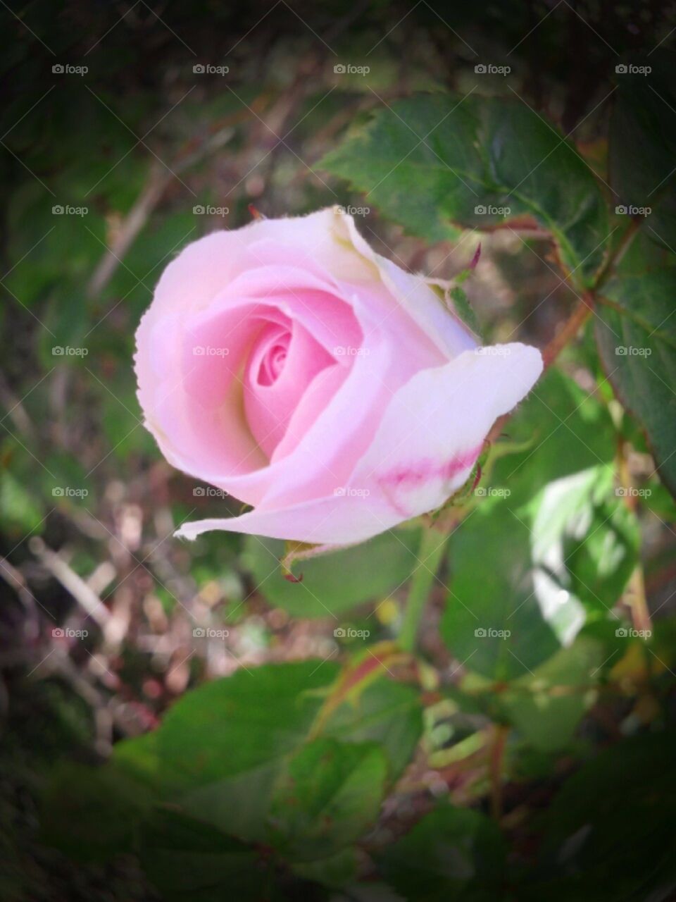 First Rose. First of the season on an very old bush.