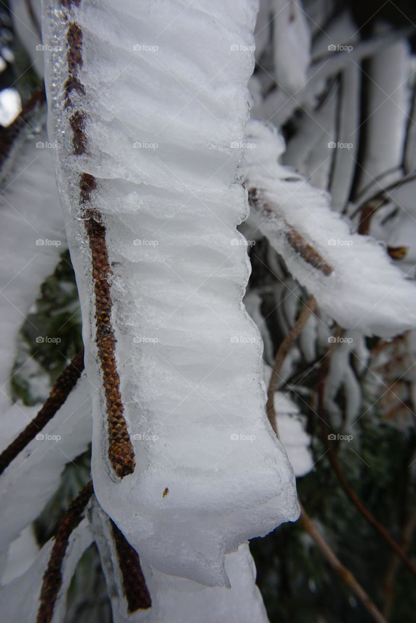 Tree#branch#ice