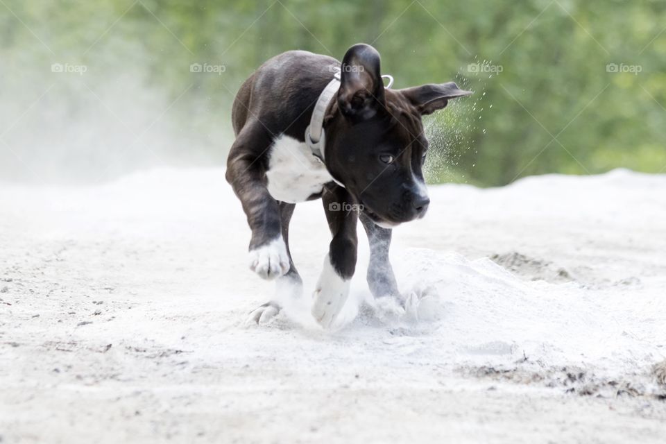Happy puppy running in the sand  - glad busig amstaff valp springer i sanden 