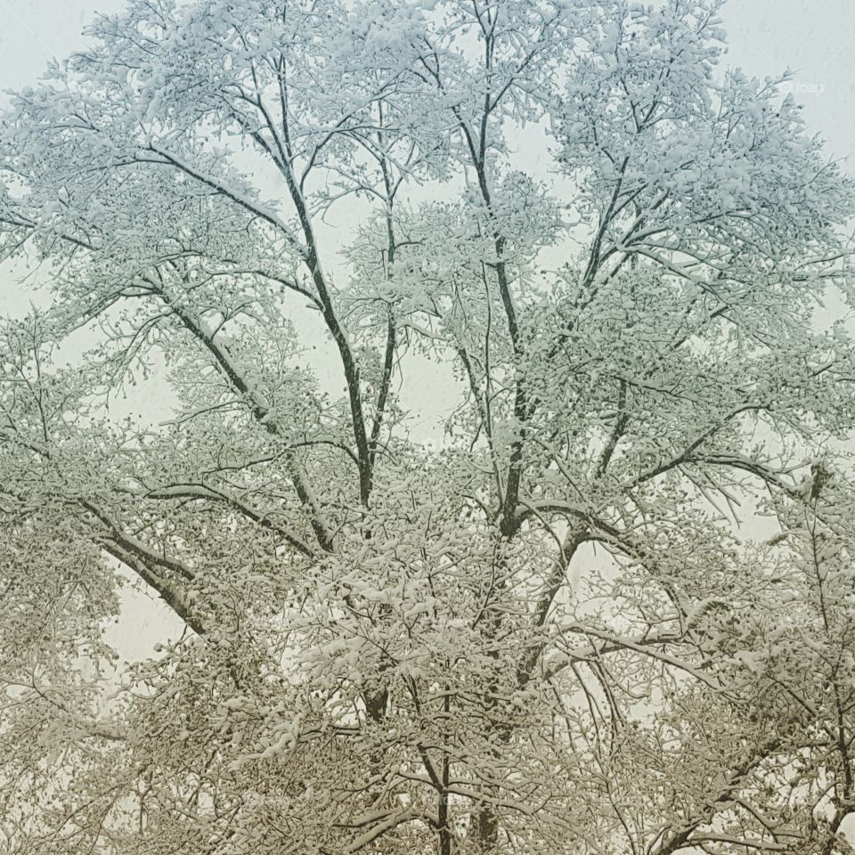 Snow on trees. Thing of beauty.
