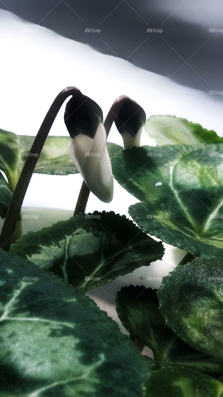 spring flower day outdoor