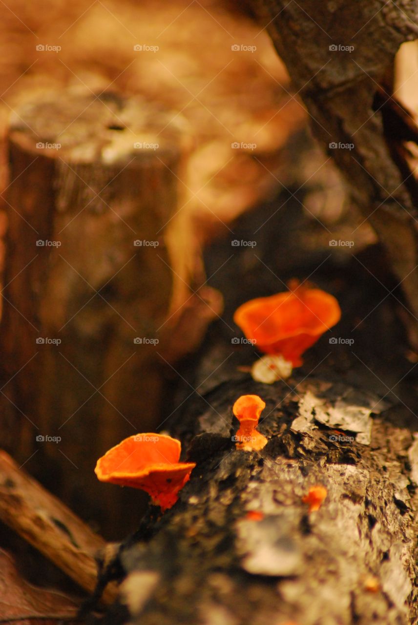 Mushroom on tree trunk