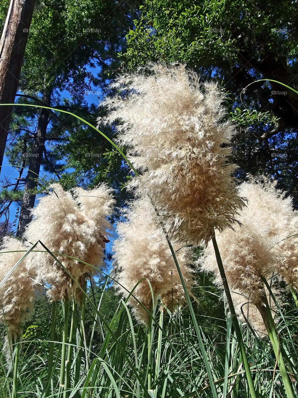 pampas grass in early afternoon sun