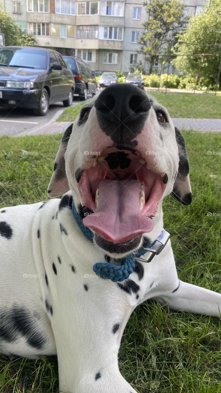 Dalmatian 