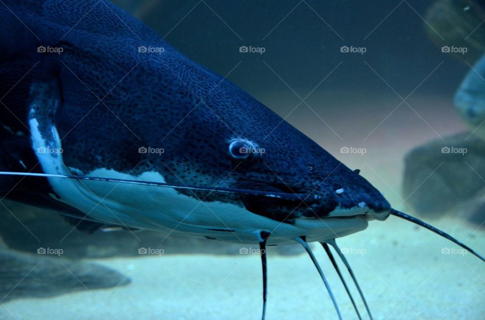 A fish in an aquarium at the zoo in Antwerp.